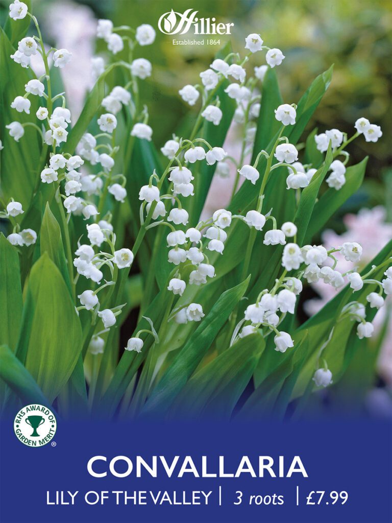 Convallaria Lily Of The Valley Bulbs 8718641997345 2